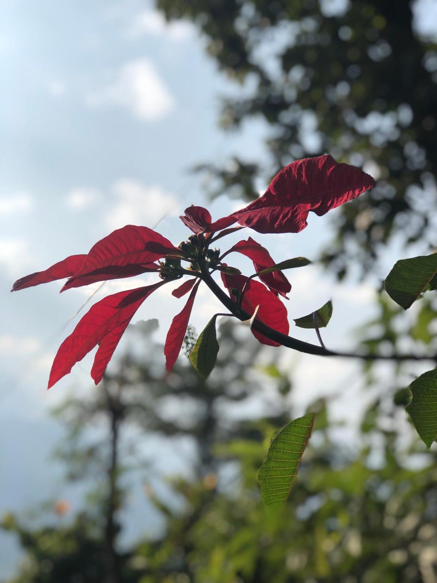 Into The Wild Pokhara Villa Kāskī Екстериор снимка